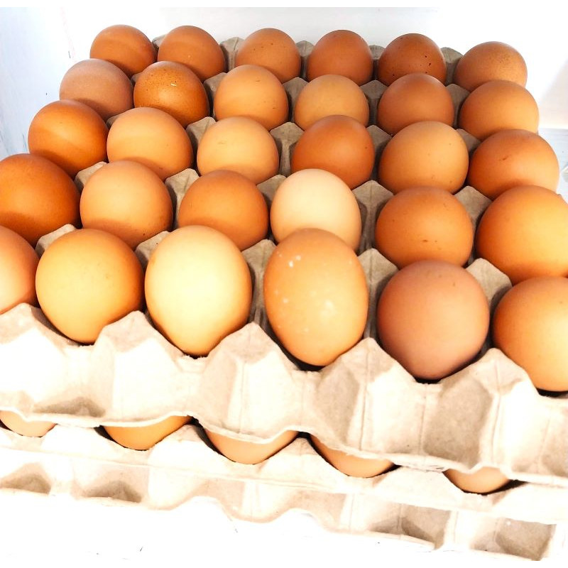 plateau dizef (egg tray)oeufx30 - Pack