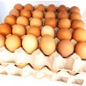 plateau dizef (egg tray)oeufx30 - Pack