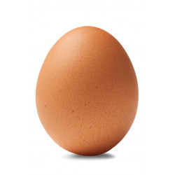 oeuf unité - egg